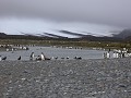 South Georgia, Salisbury Plain, koningspinguïns ko