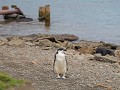 South Georgia, Grytviken, Chinstrap of stormband p