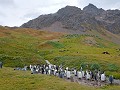 South Georgia, Grytviken, koningspinguïns rondom h