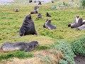 South Georgia, Grytviken, pelsrobben  