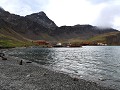 South Georgia, Grytviken, het strand met pelsrobbe