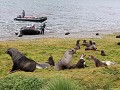 South Georgia, Grytviken, aankomst op het strand m