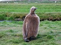 South Georgia, Fortuna Bay, koningspinguïn kuiken 