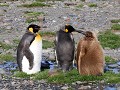 South Georgia, Fortuna Bay, koningspinguïn met kui