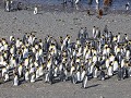 South Georgia, Fortuna Bay, koningspinguïns  