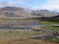 South Georgia, Fortuna Bay, koningspinguïn kolonie
