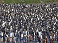South Georgia, Fortuna Bay, koningspinguïn kolonie
