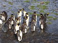 South Georgia, Fortuna Bay, koningspinguïns in het