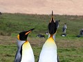 South Georgia, Fortuna Bay, koningspinguïns  