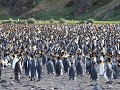 South Georgia, Fortuna Bay, koningspinguïn kolonie