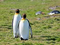 2South Georgia, Fortuna Bay, koningspinguïns 