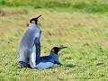 South Georgia, Fortuna Bay, koningspinguïns in act
