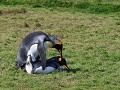 South Georgia, Fortuna Bay, koningspinguïns in act