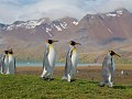 South Georgia, Fortuna Bay, koningspinguïns in pra