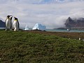 South Georgia, Fortuna Bay, koningspinguïns, ijsbe
