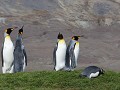 South Georgia, Fortuna Bay, koningspinguïns 