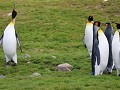 South Georgia, Fortuna Bay, koningspinguïns  