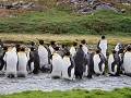 South Georgia, Fortuna Bay, koningspinguïns  