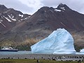 South Georgia, Fortuna Bay, koningspinguïns, ijsbe