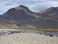South Georgia, Fortuna Bay, koningspinguïns in hun