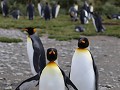South Georgia, Fortuna Bay, koningspinguïns  