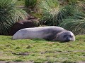 South Georgia, Fortuna Bay, pelsrob  