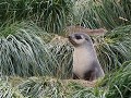 South Georgia, Fortuna Bay, pelsrob tussen tussock
