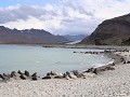 South Georgia, Fortuna Bay, pelsrobben en koningsp