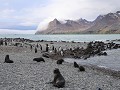 South Georgia, Fortuna Bay, pelsrobben en koningsp