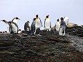 South Georgia, St. Andrews Bay, koningspinguïns op
