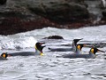 South Georgia, St. Andrews Bay, zwemmende koningsp