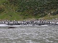South Georgia, St. Andrews Bay, koningspinguïns me