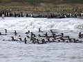 South Georgia, St. Andrews Bay, koningspinguïns in