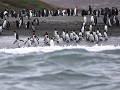 South Georgia, St. Andrews Bay, groepje koningspin