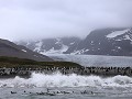 South Georgia, St. Andrews Bay, koningspinguïns op