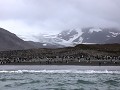 South Georgia, St. Andrews Bay, koningspinguïns op