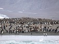 South Georgia, St. Andrews Bay, koningspinguïns me