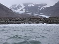 South Georgia, St. Andrews Bay, koningspinguïns op