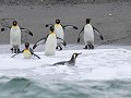 South Georgia, St. Andrews Bay, koningspinguïns tr