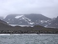 South Georgia, St. Andrews Bay, koningspinguïns op