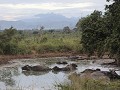 buffels baden in Uda Walawe NP