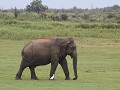 olifant op stap, Uda Walawe NP
