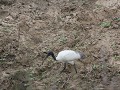 ibis, Uda Walawe NP