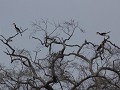een paar hornbills in Uda Walawe NP