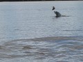 op de Surinamerivier : dolfijn speelt met een vis