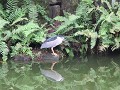 Taipei, vogel in 228 peace park