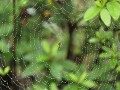 Wulai natuurpark, spin in de regen