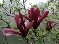 Alishan, wandeling in de mist, Magnolia in bloei