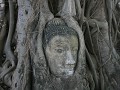 Wat Phra Mahathat, boeddhahoofd tussen boomwortels
