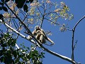 Khao Yai NP : white handed gibbon met baby